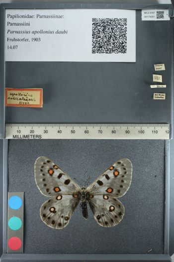 Media type: image;   Entomology 174261